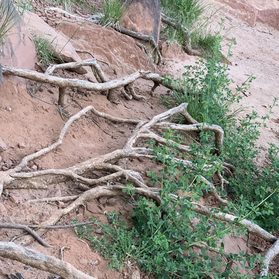 When the roots are deeper no reason to fears the storm!!!