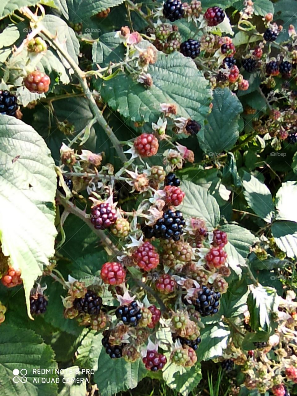 Brombeeren