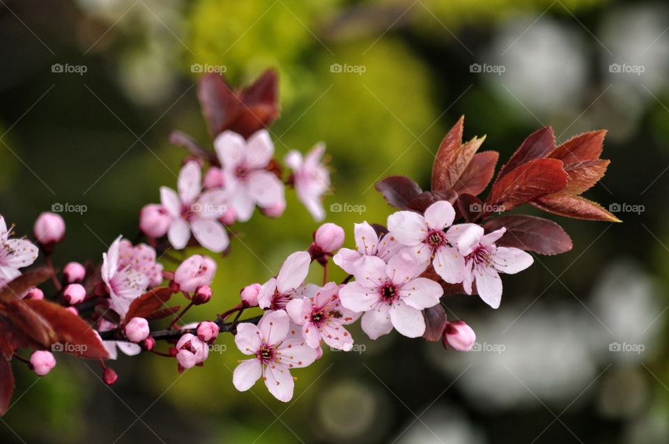 Flower, Nature, Flora, Garden, Tree