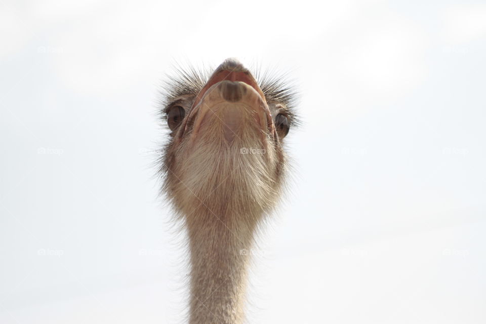 Ostrich eyes