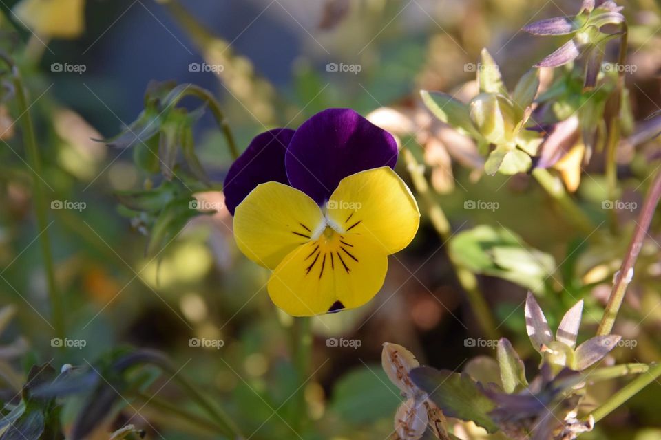 Stiefmütterchen im Garten