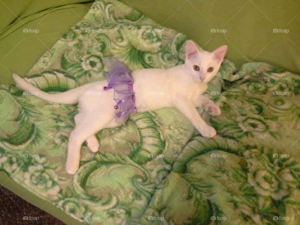 Kitten in a purple tutu!. Puff the kitten loves posing for his photo shoots. He's wearing his favorite costume, his purple tutu with bells!