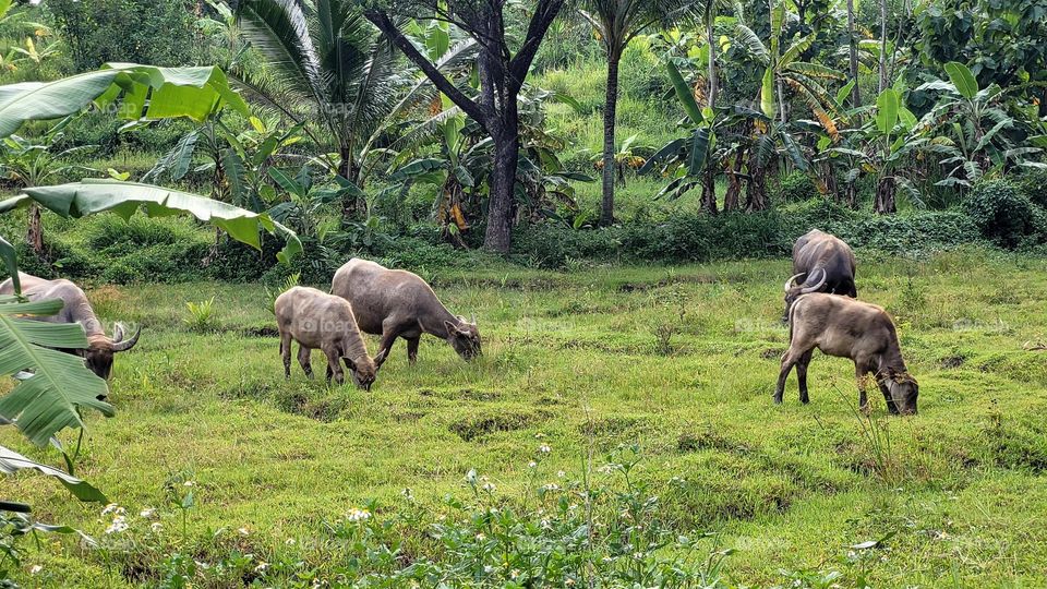 buffalo herd