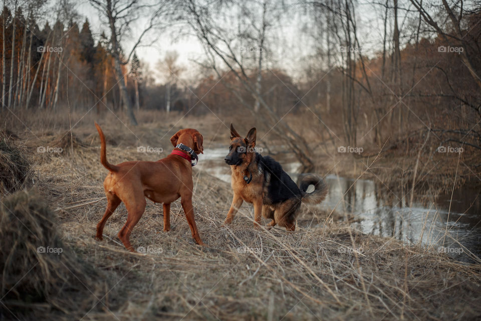 German shepherd young male dog playing with Hungarian vizsla dog outdoor at a spring evening