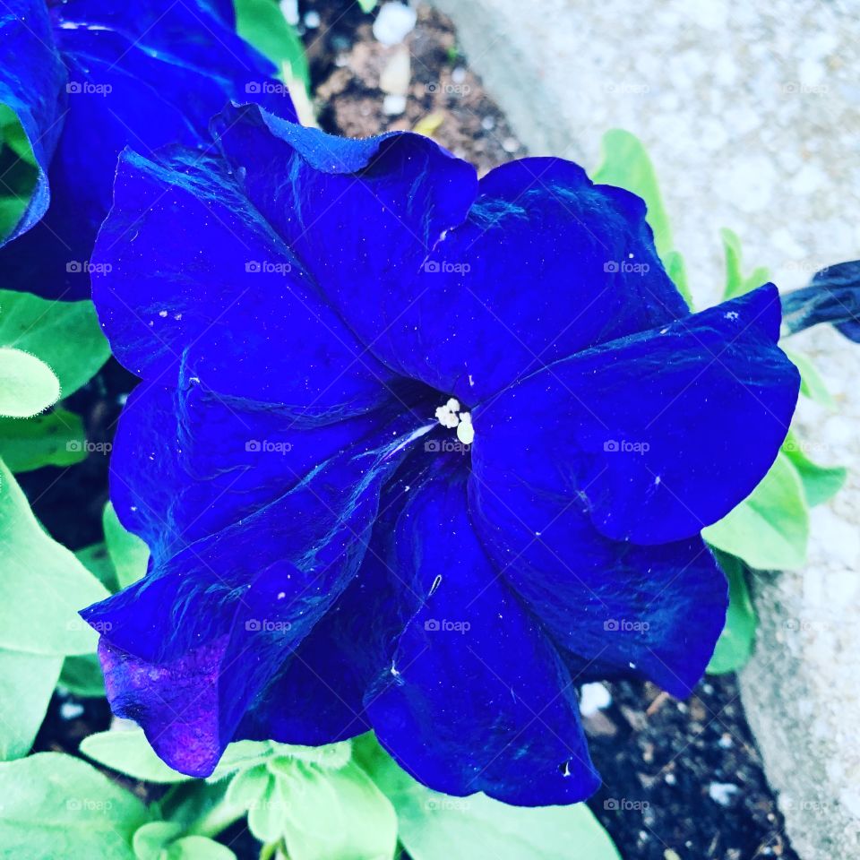 Nature, Flower, Bright, Flora, Leaf