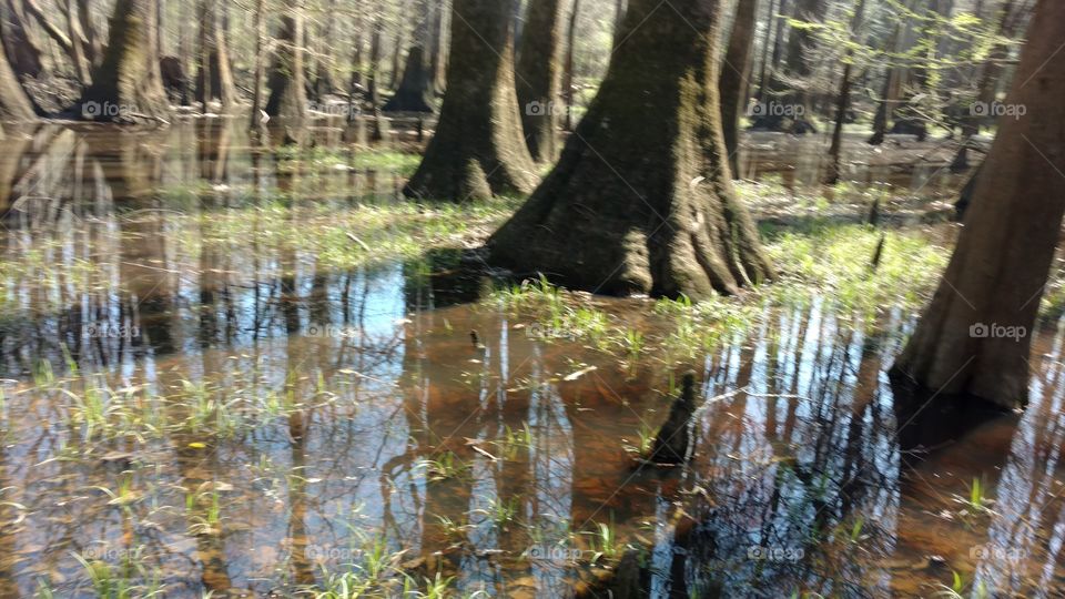 Water, Wood, Nature, Reflection, River