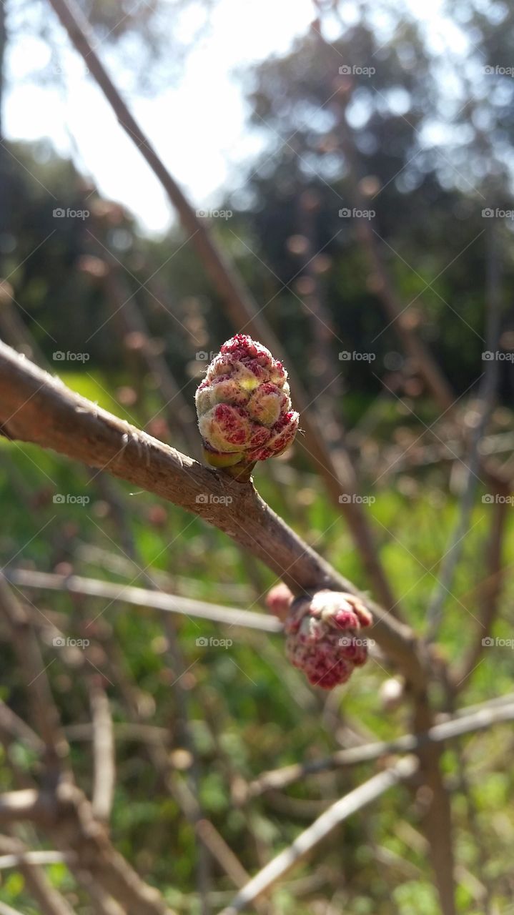 first buds of spring