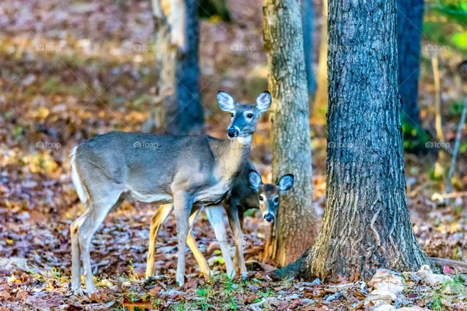 Doe and Fawn Deer. wild deer in woods