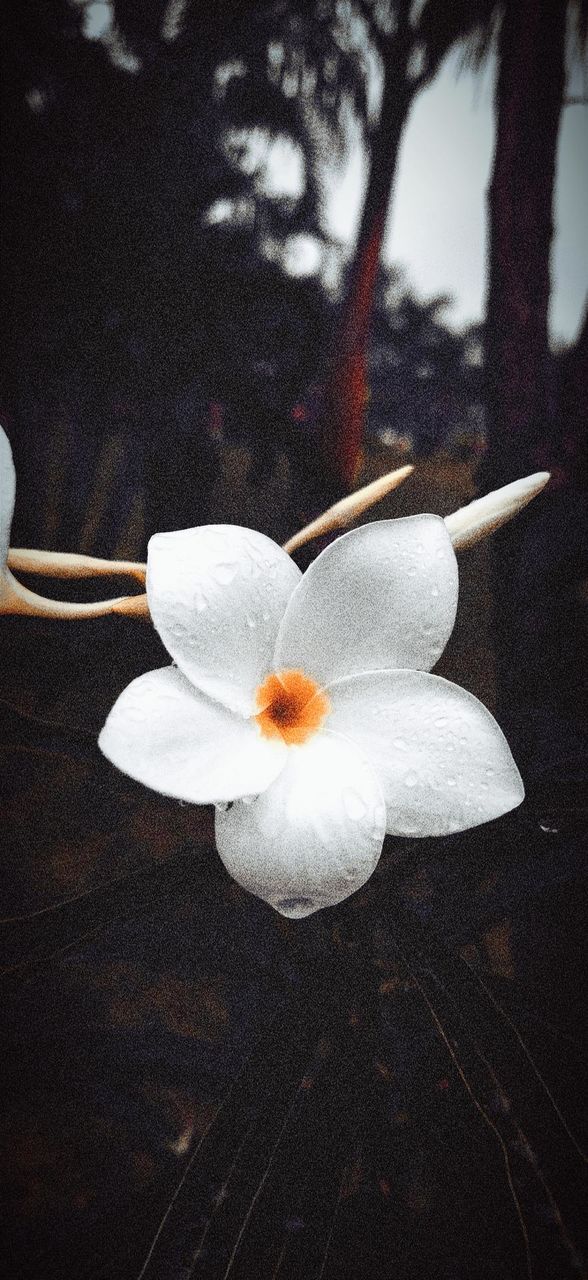 🌸