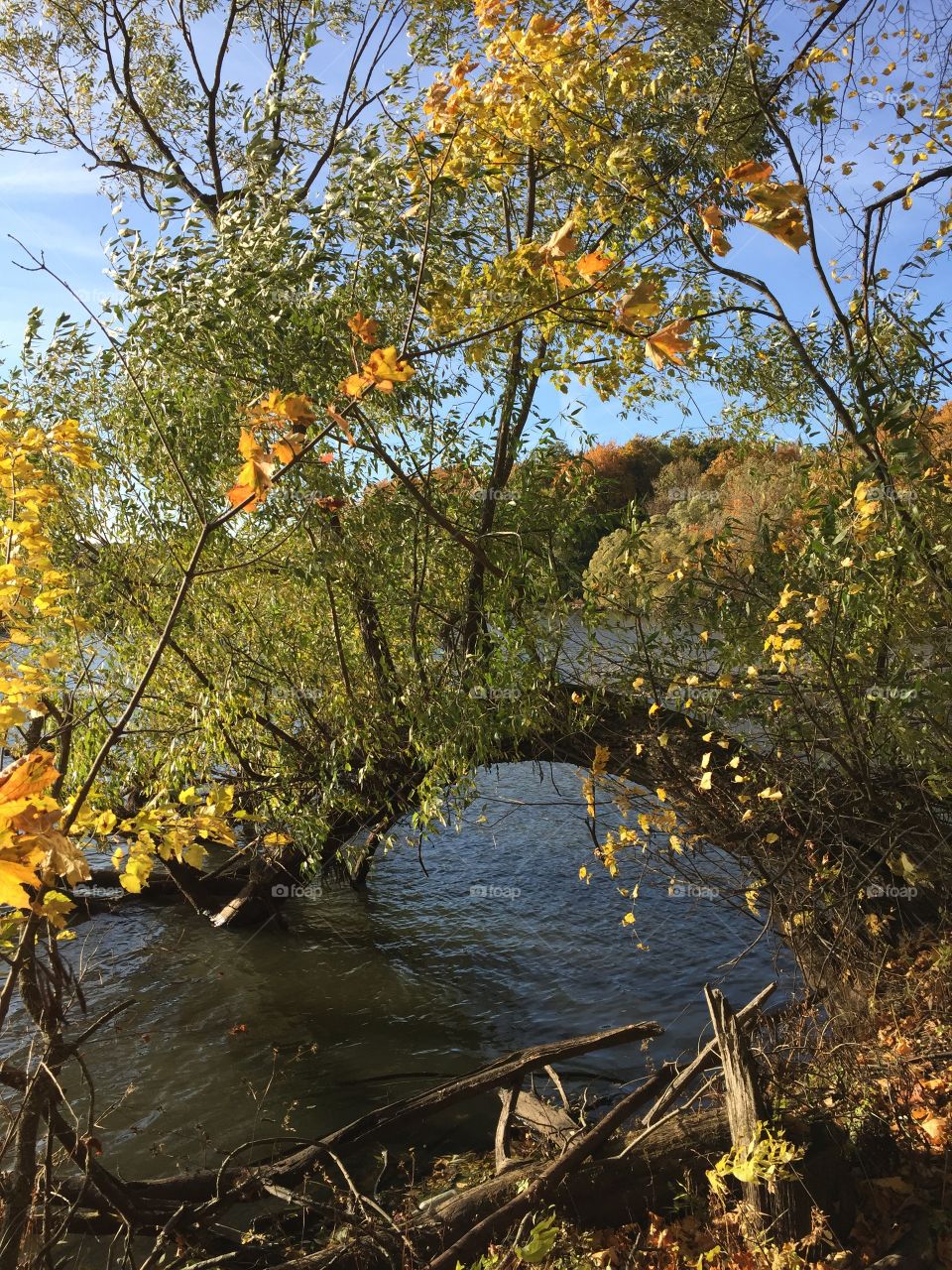 beautiful autumn tree over the river on a clear sunny day