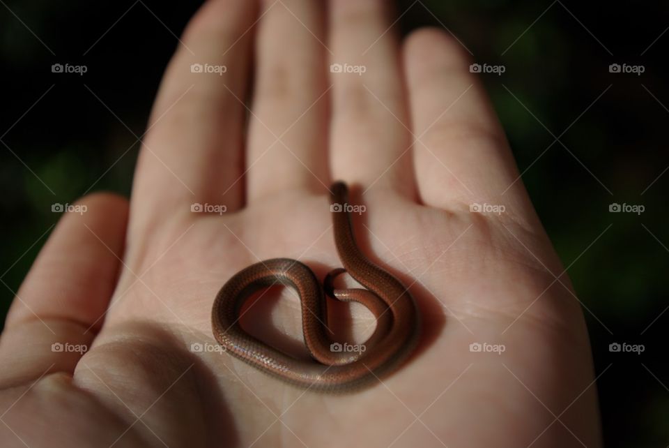 Spine tailed snake