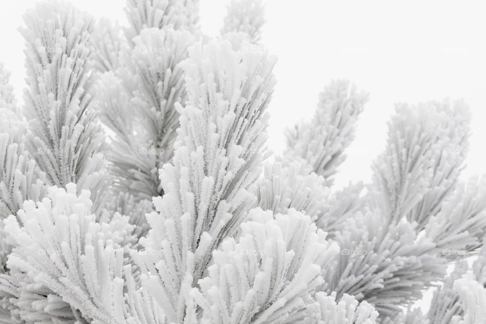 Trees and bushes are covered with white snow and winter pattern in winter in the park and city.
