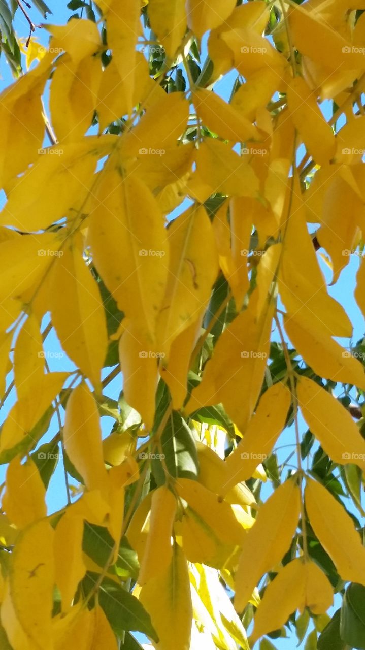 Golden Leaf Light
