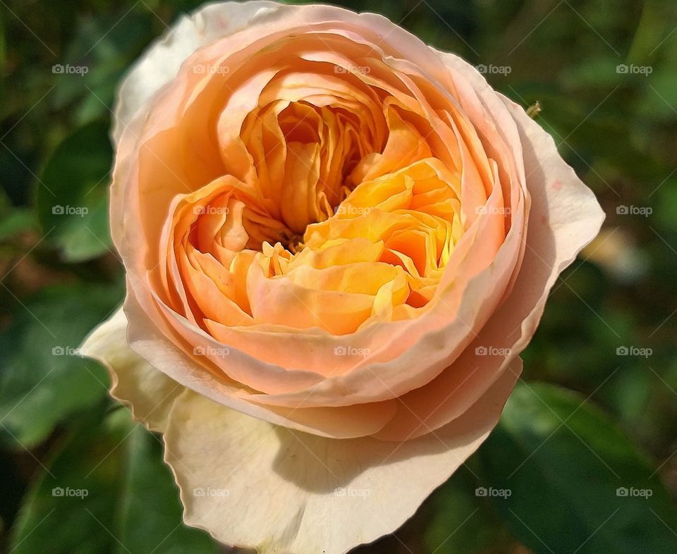 juria rose. beautiful rose.