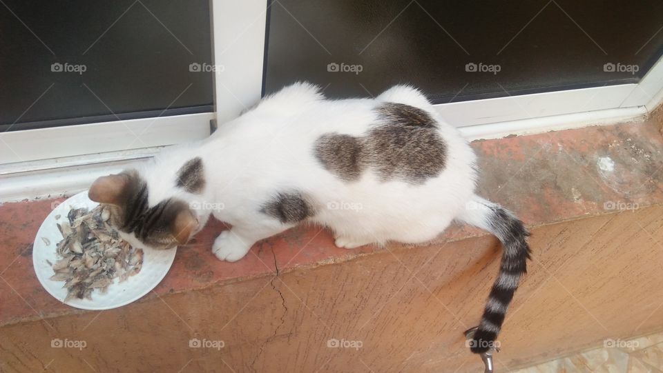 A cat eats his favorite fish meal.