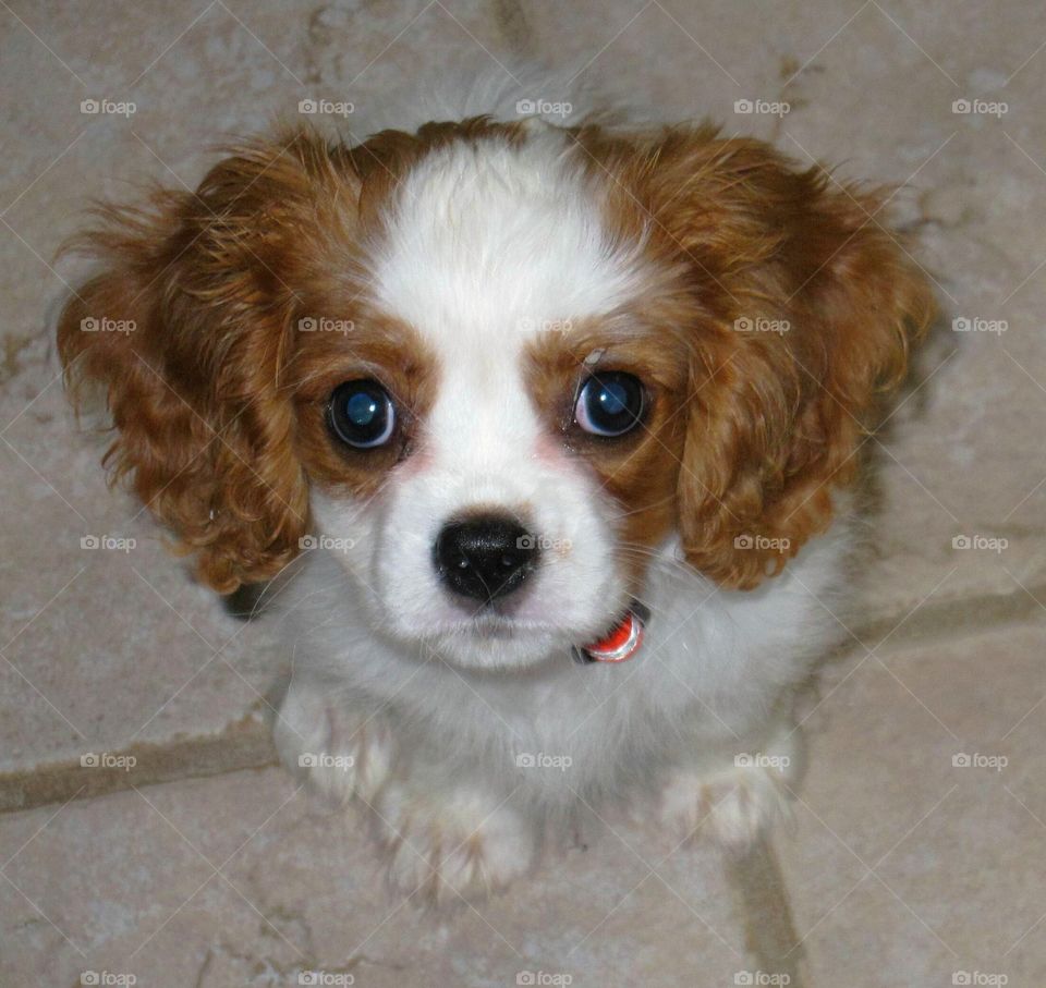 May I please have a treat?