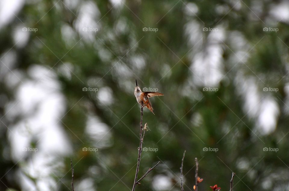 Hummingbird on a branch