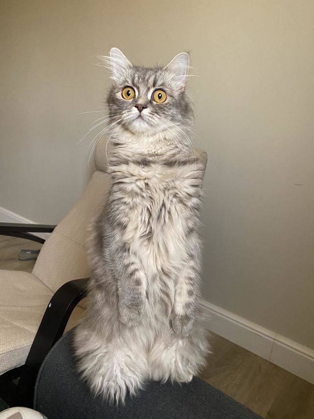 Silver cat
