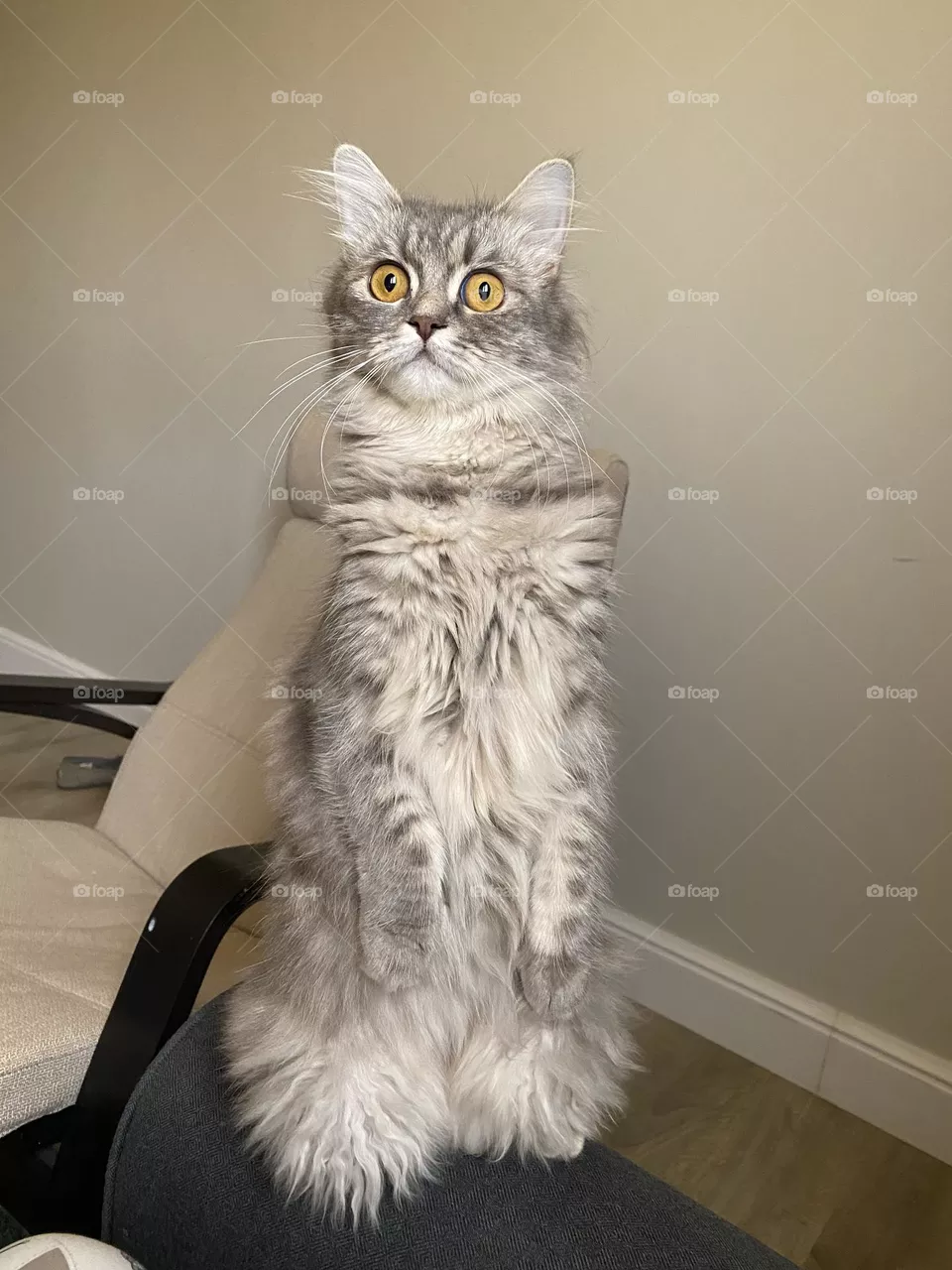 Silver cat
