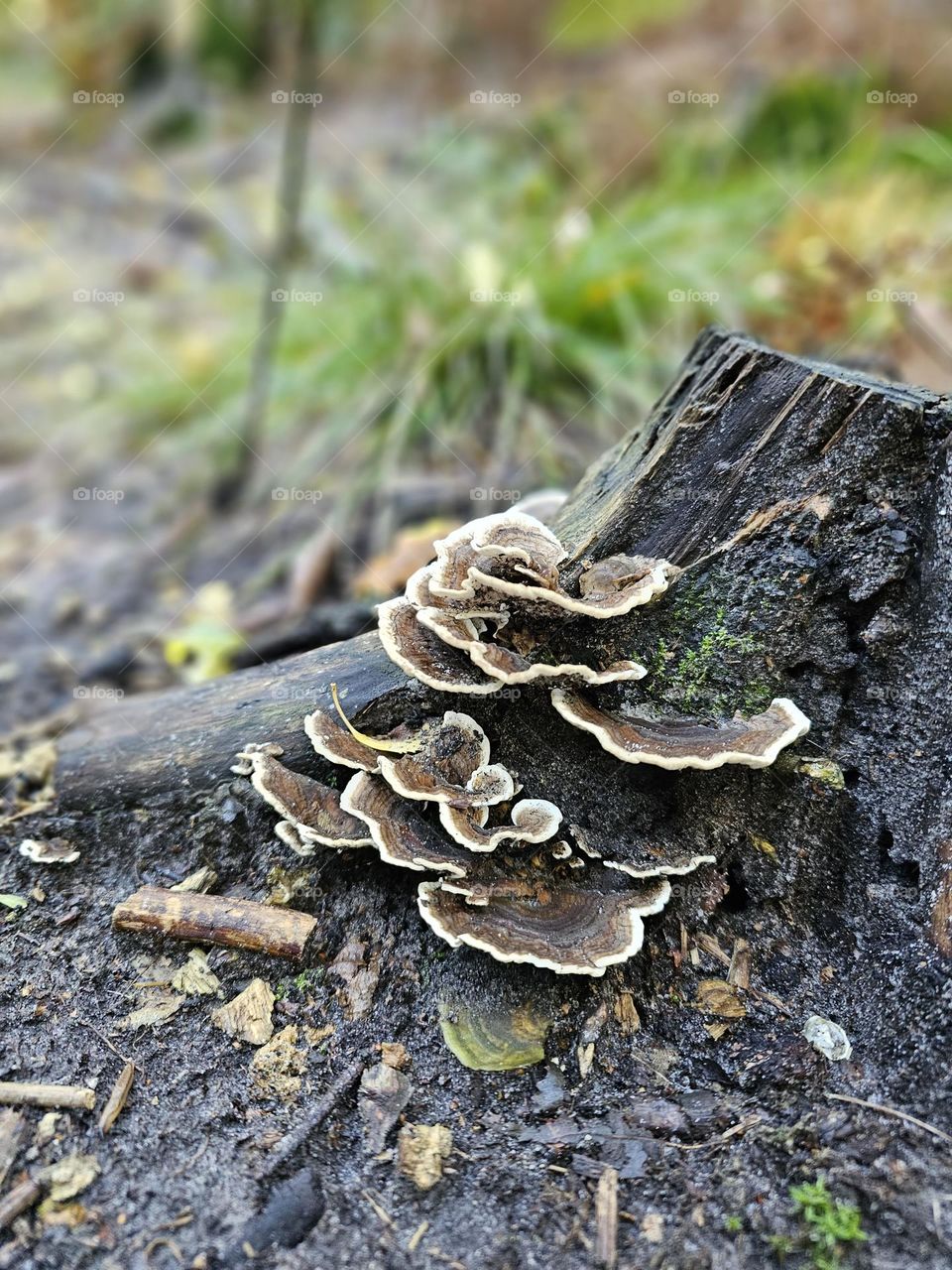 mushroom in the forest