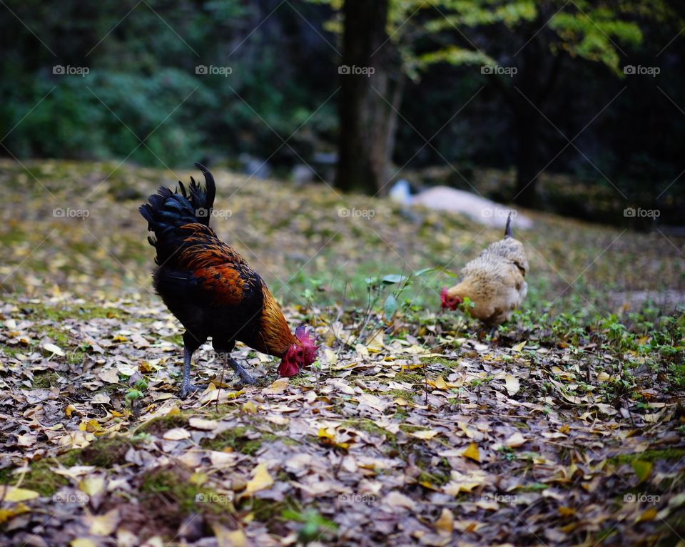 A rooster and a hen