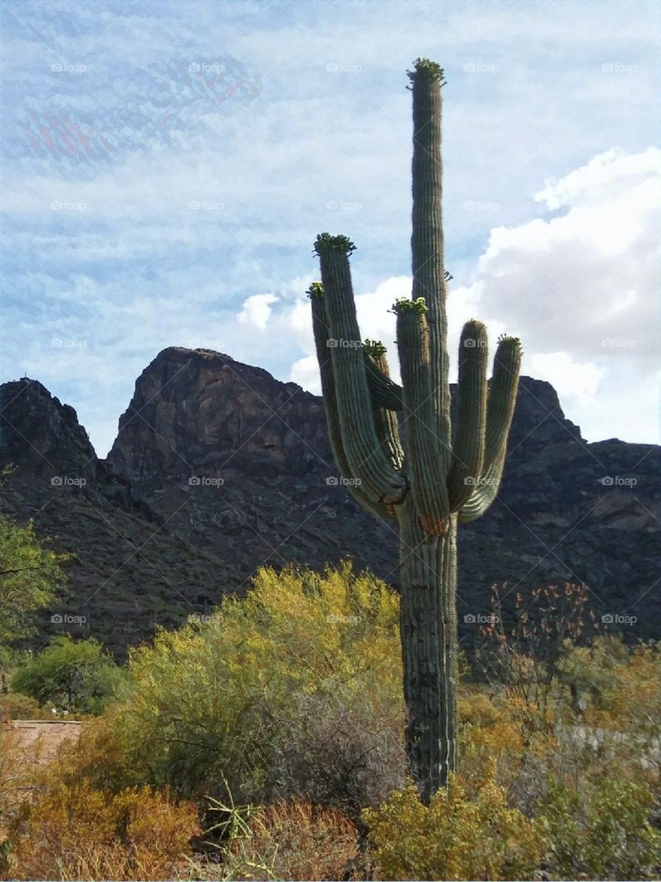 Picacho Az Cactus