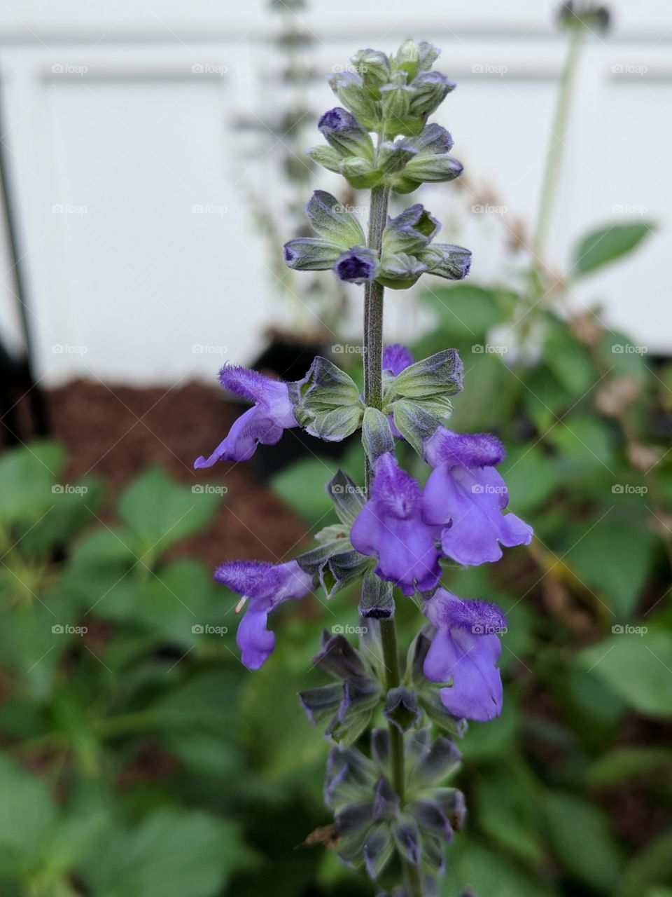 catnip starting to bloom