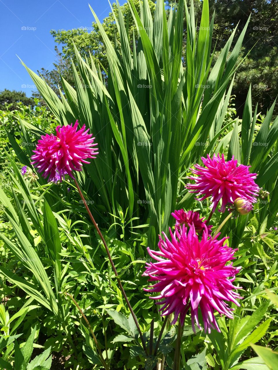 The beauty of Dahlias! 