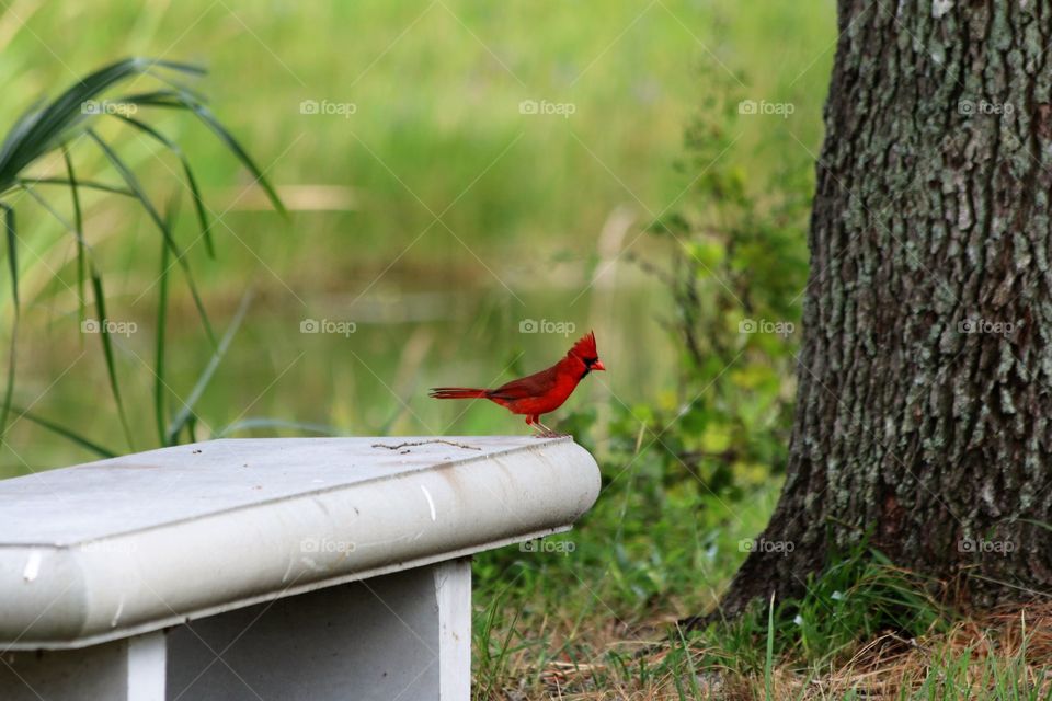 Cardinal in the wild 
