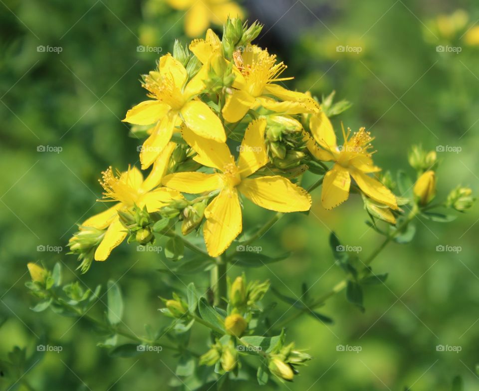 Saint John’s Wort (hypericum perforatum) a beautiful yellow flowering plant 