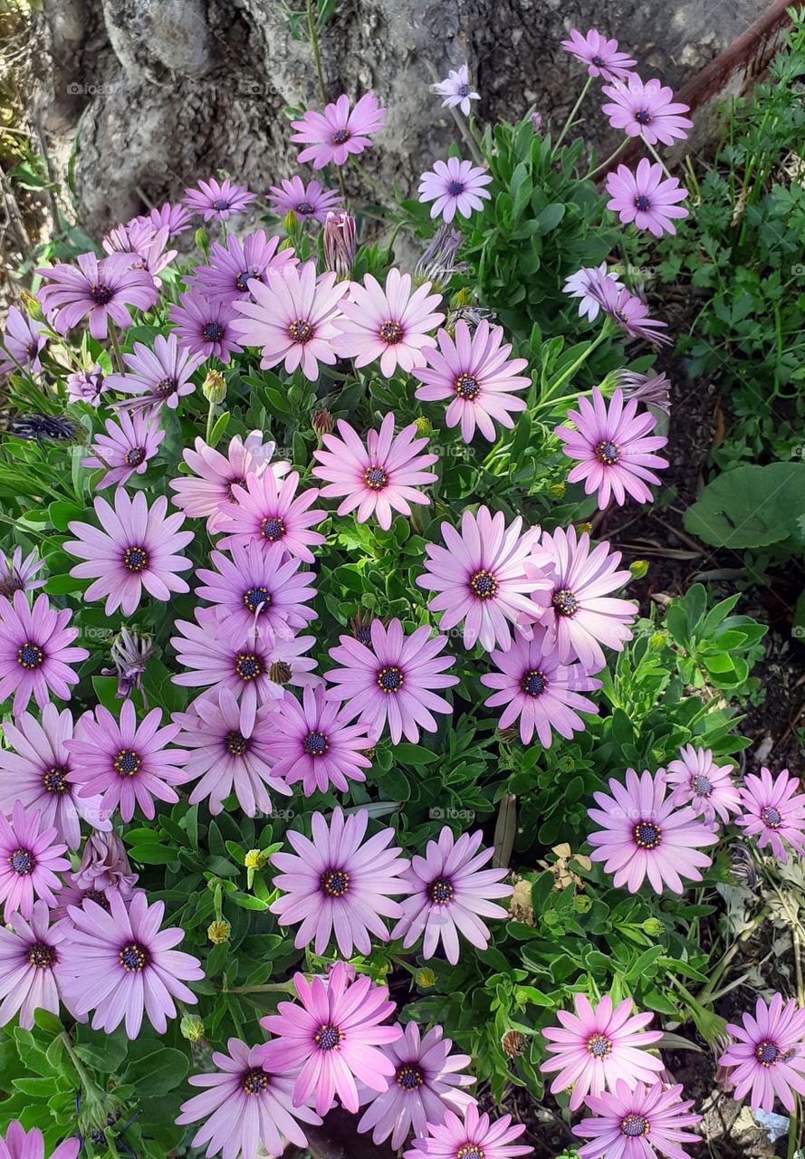 flores lilas