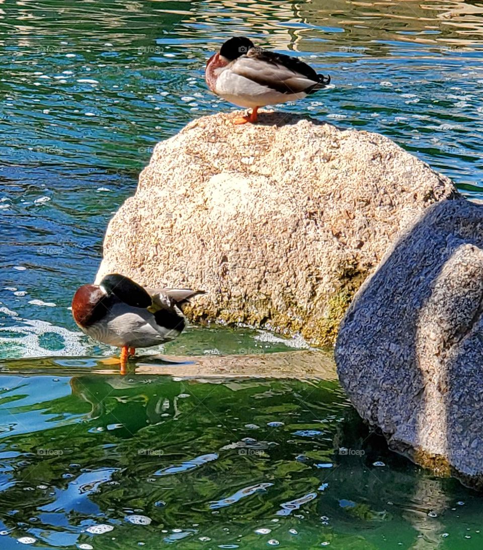 Ducks Sunning on the Lake