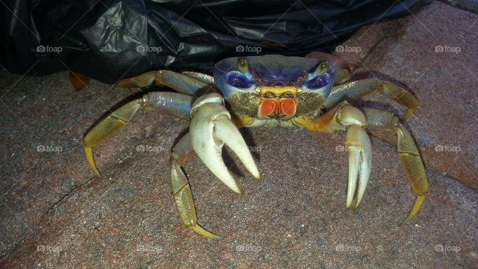 morning visitor blue crab