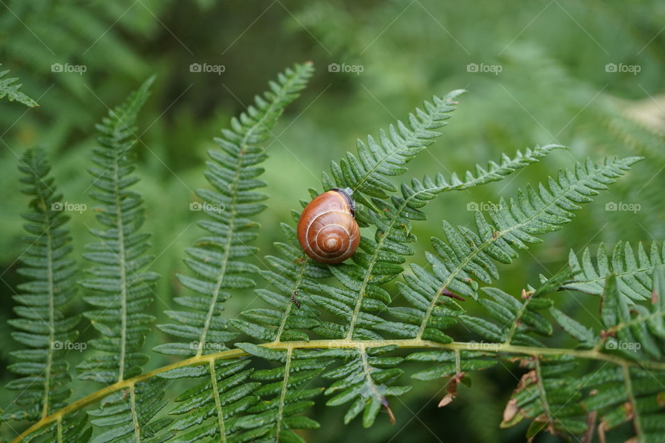 snail shell