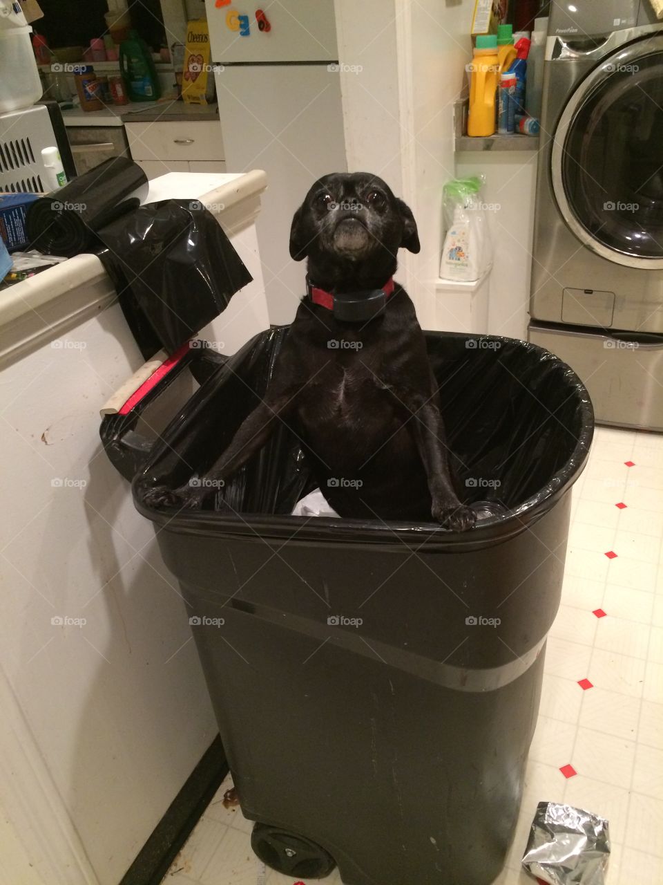Dog jumped in trash can, black dog, chug breed, looks guilty