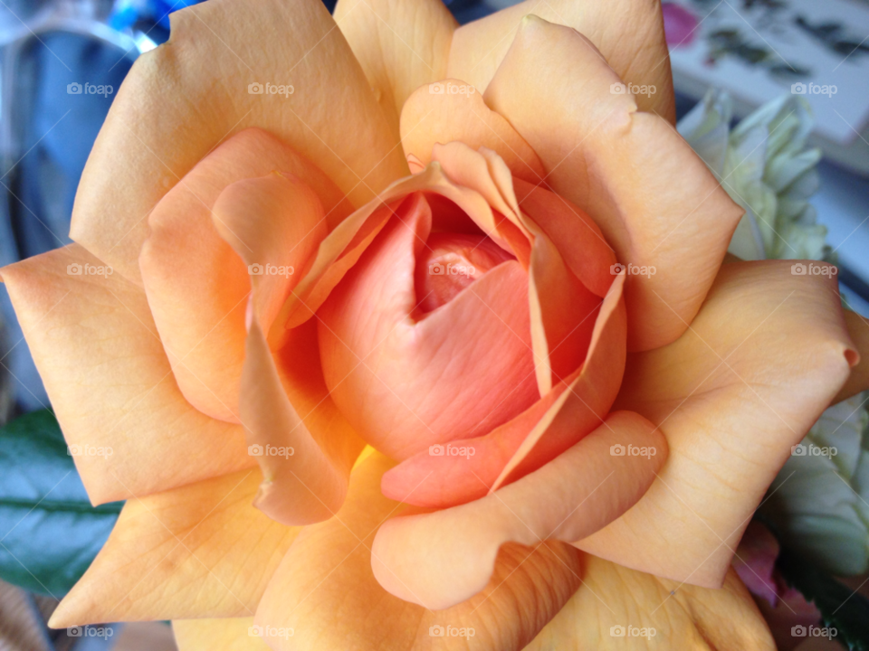 rose peach close up petals by glynhb