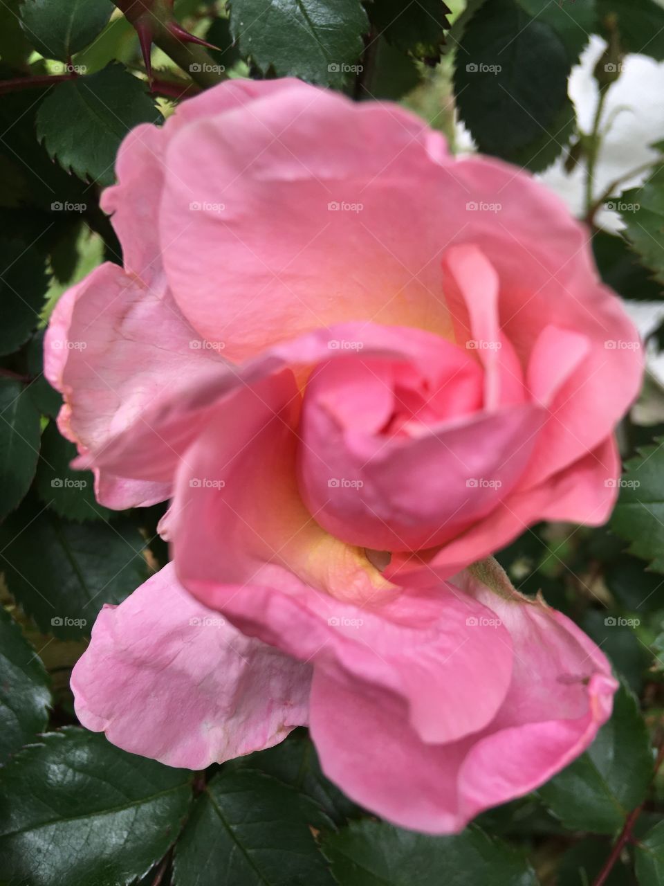 I almost missed this beauty as I was walking around my yard taking pictures of my flowers.