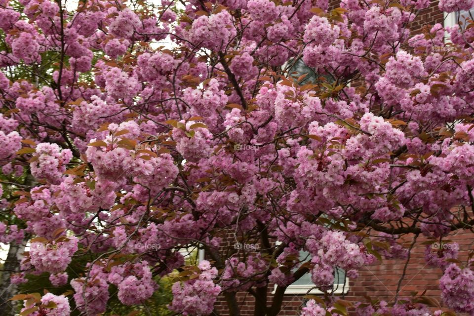 Beautiful blooming on spring 