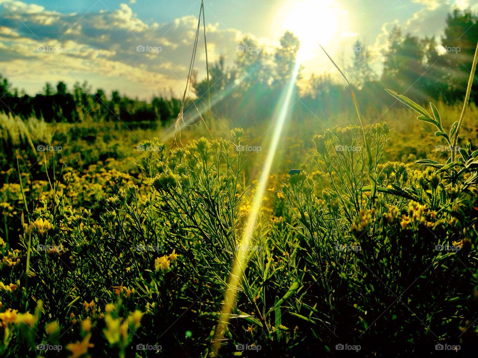 green grass tree sun by stykellee