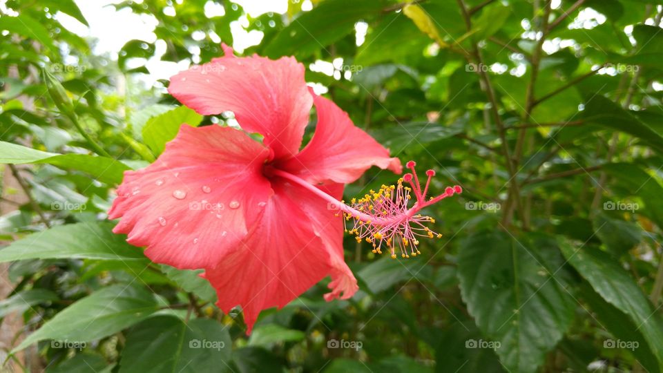 red flower (gumamela)