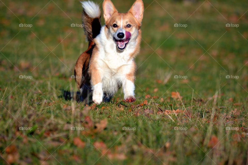 Happy dog. A very happy dog running on a field