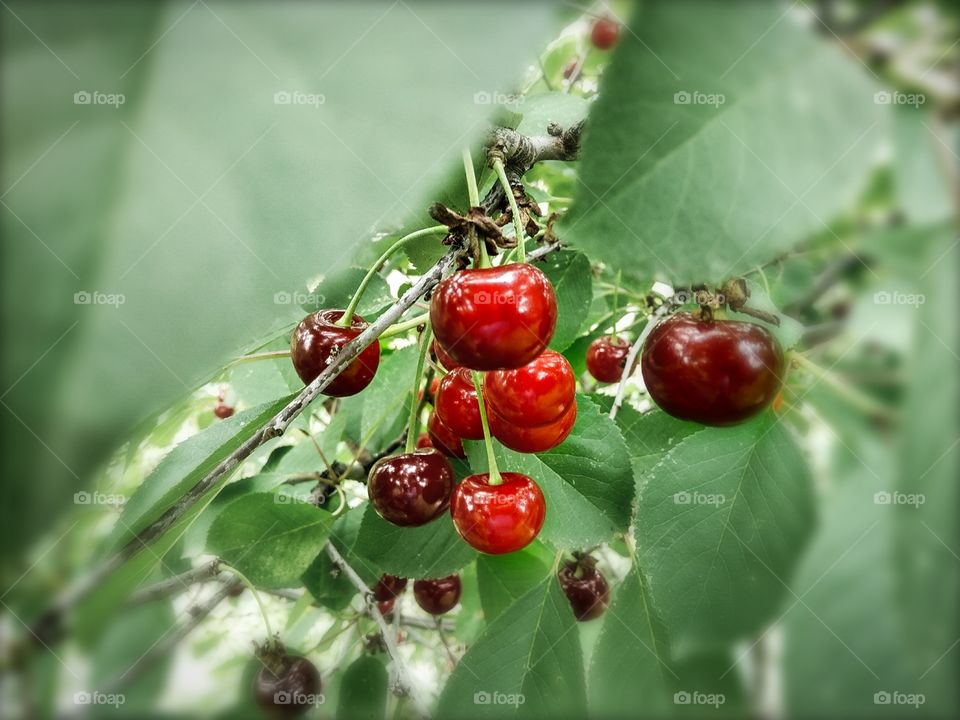 fruits cherry in the garden