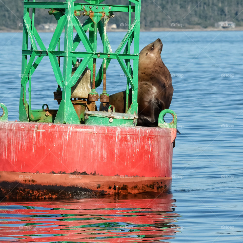 Profile of a Steller sea lion