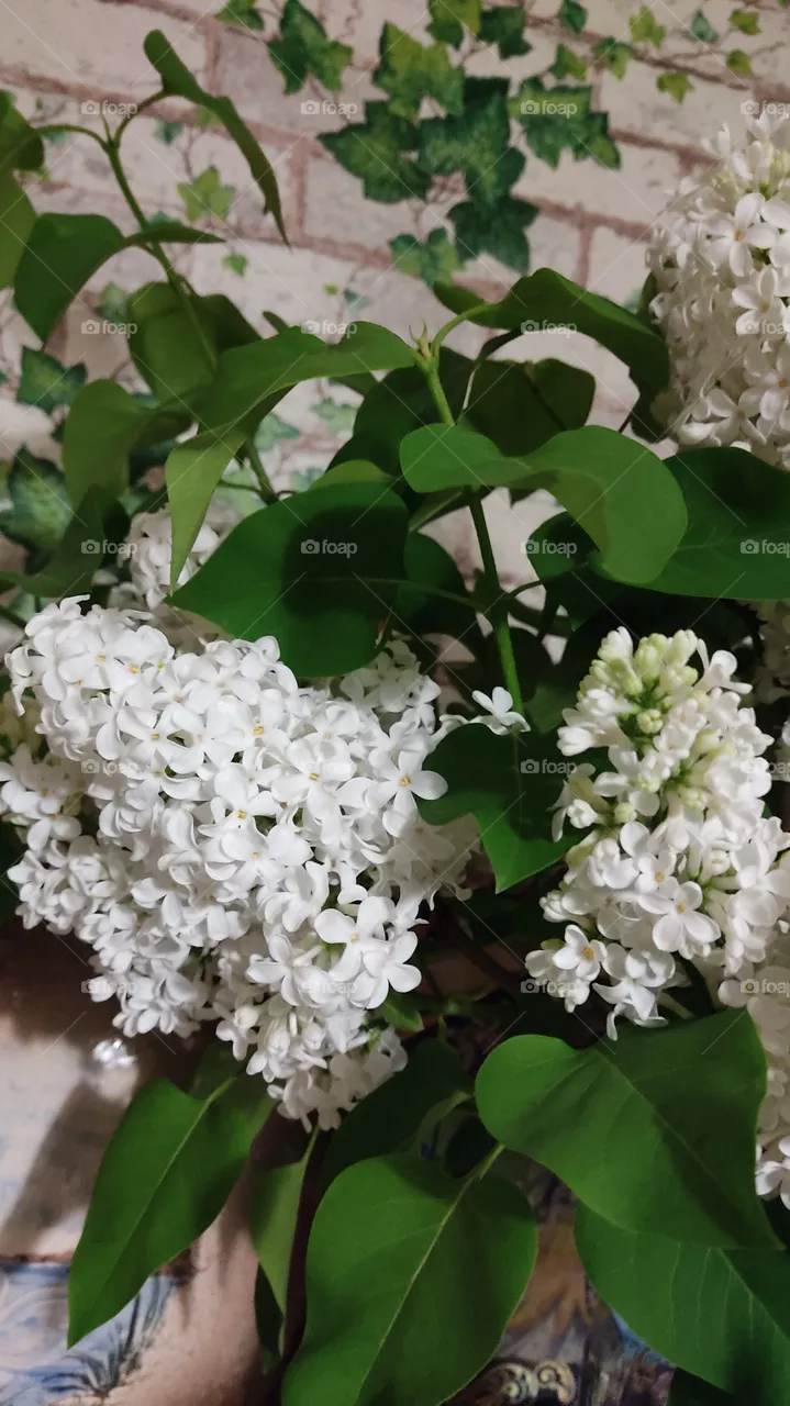 green & white