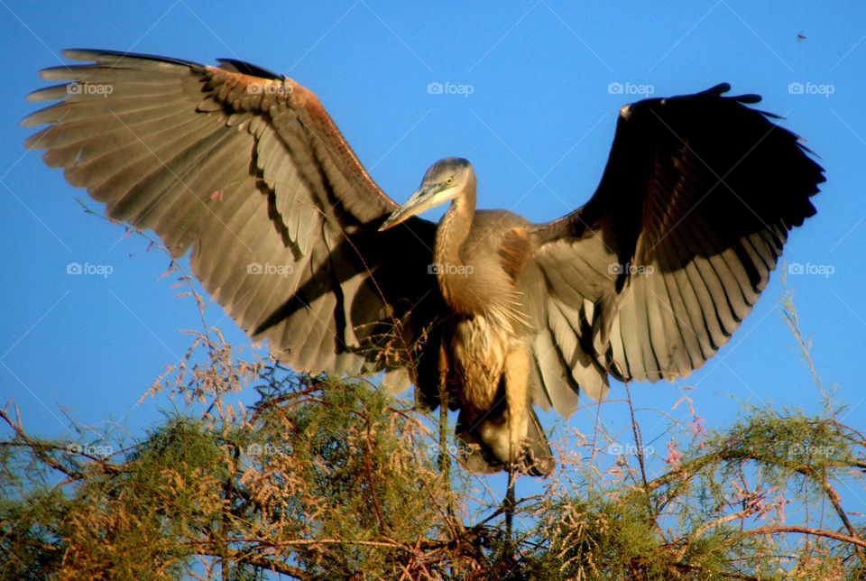 Great Blue Heron Landing in Tree