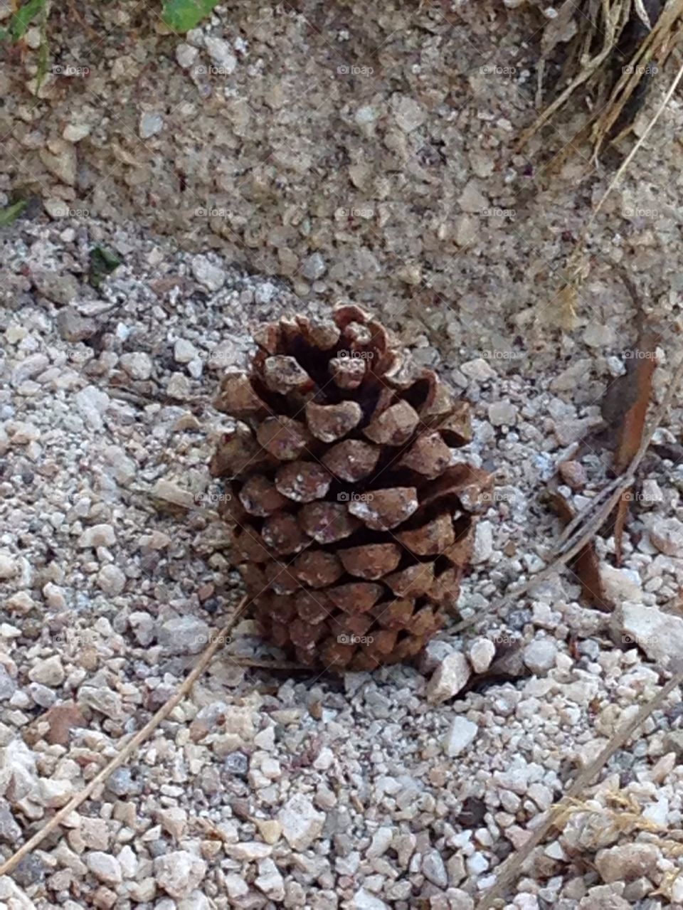 Cone in the gravel