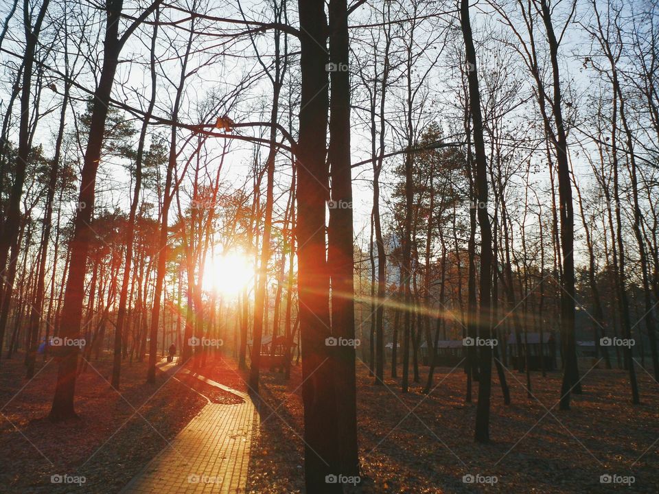 Sunset in autumn park