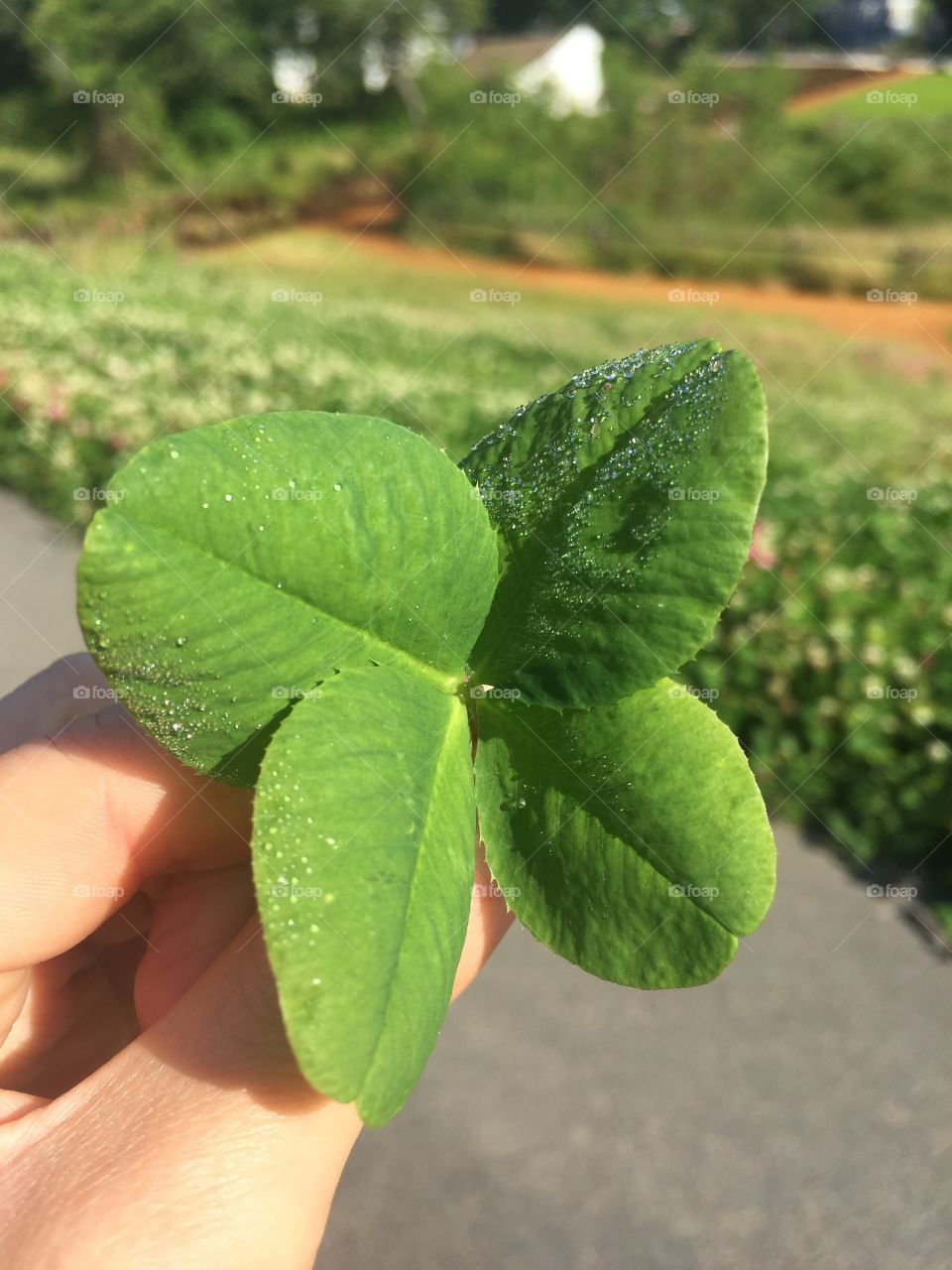 Four leaf clover with morning dew 