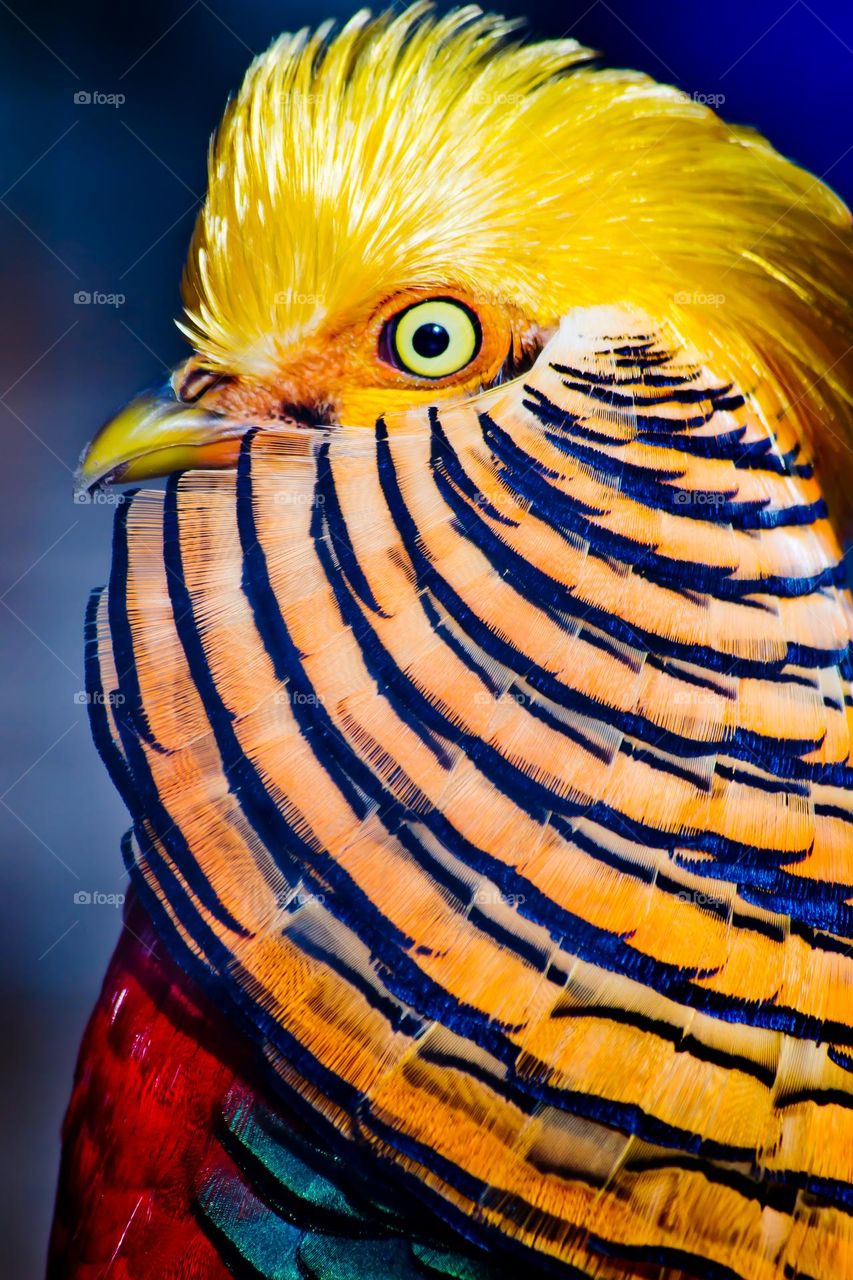 Golden Pheasant portrait