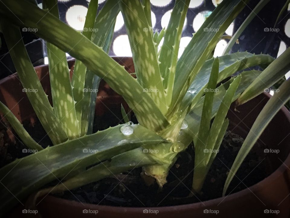 Aloe